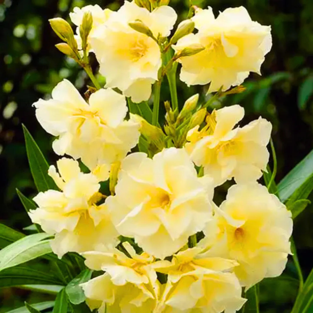 Buy Nerium Oleander Double Petal "Yellow" - Plant Online at Lalitenterprise