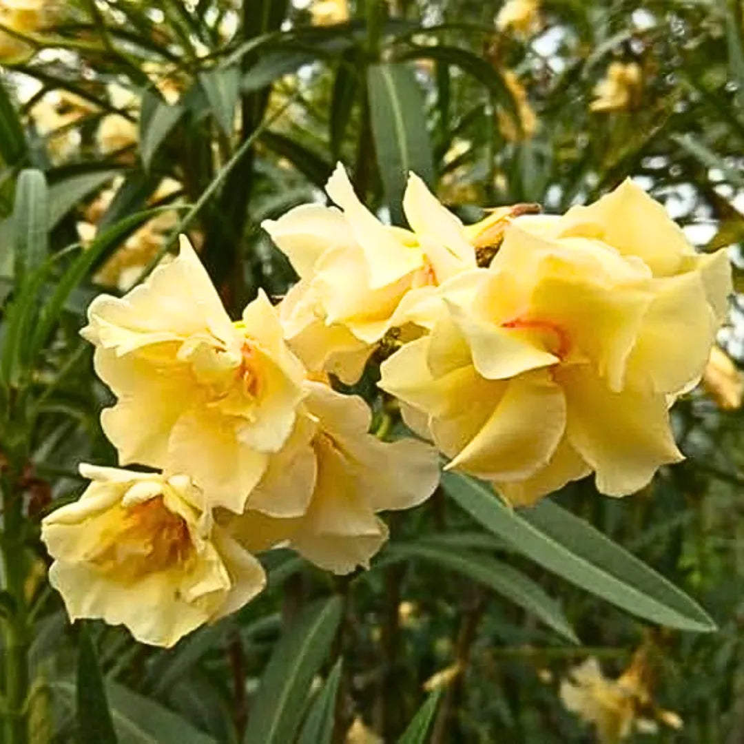 Buy Nerium Oleander Double Petal "Yellow" - Plant Online at Lalitenterprise