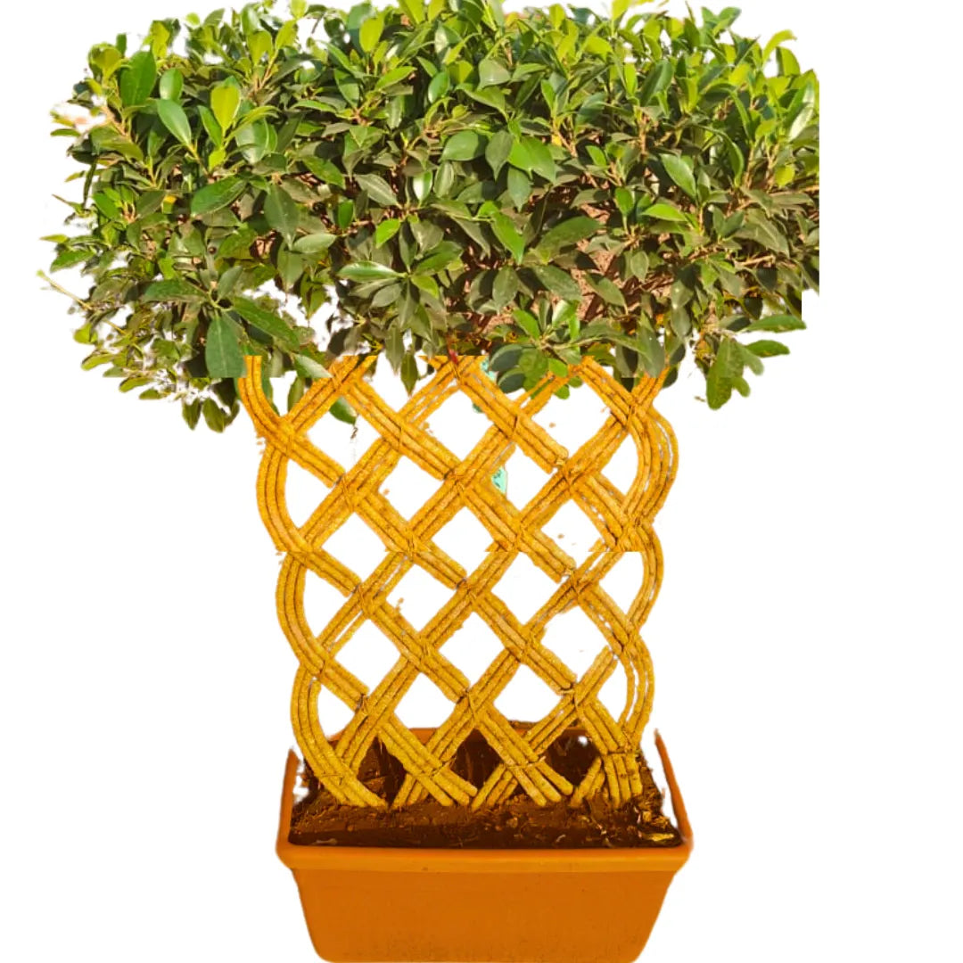 Buy Netted Ficus Tree (Grided Ficus) "4 Layer" - Plant Online at Lalitenterprise