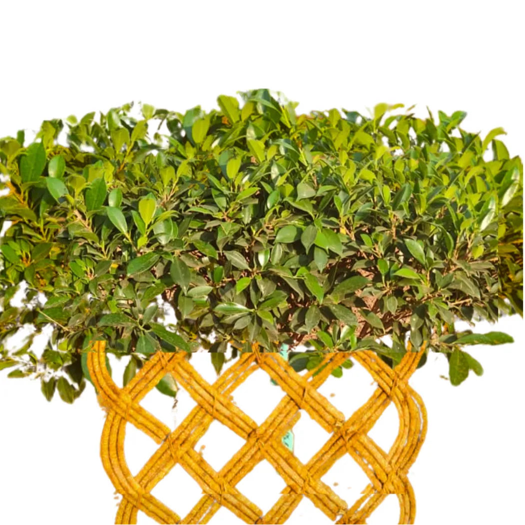 Buy Netted Ficus Tree (Grided Ficus) "4 Layer" - Plant Online at Lalitenterprise