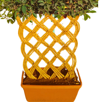 Buy Netted Ficus Tree (Grided Ficus) "4 Layer" - Plant Online at Lalitenterprise