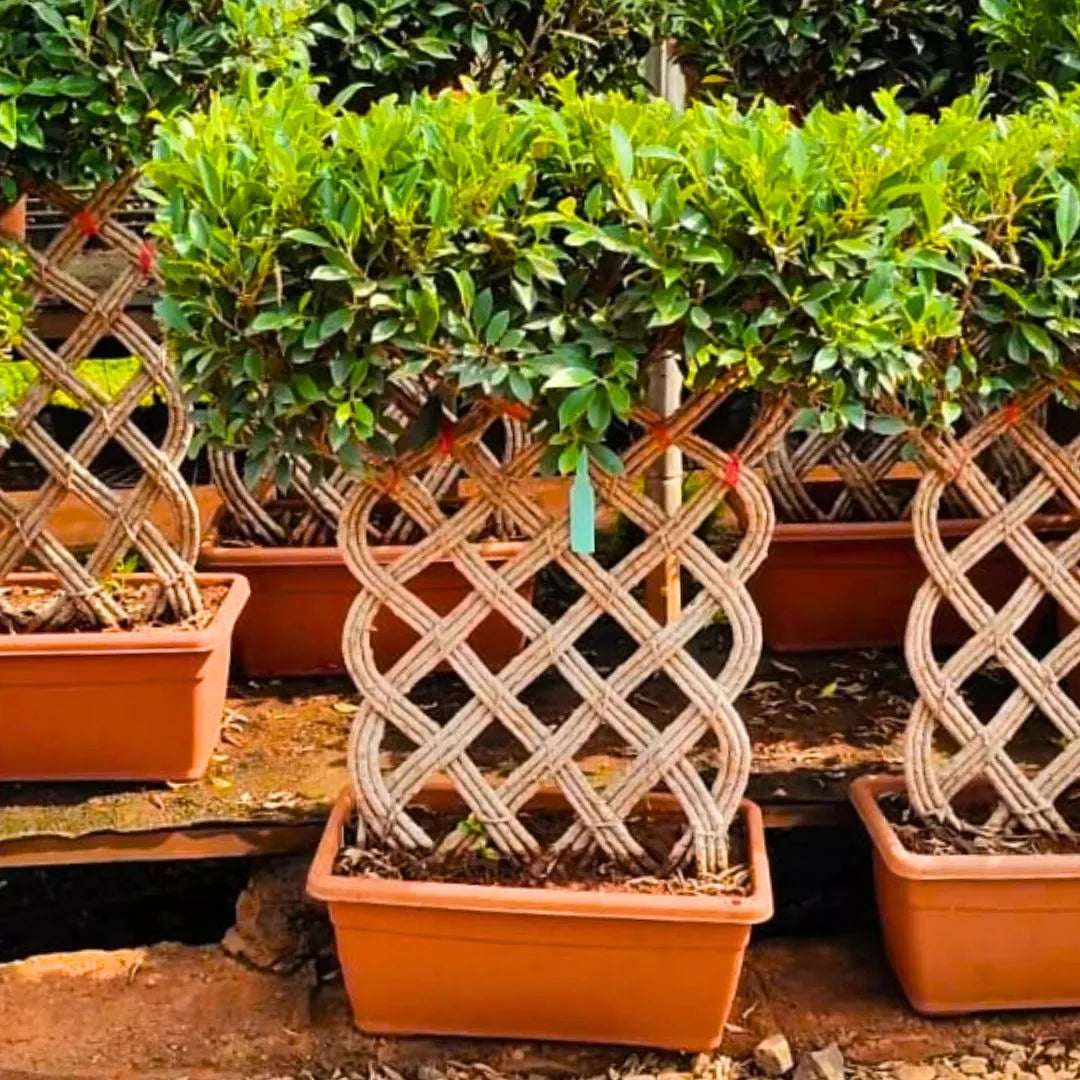 Buy Netted Ficus Tree (Grided Ficus) "4 Layer" - Plant Online at Lalitenterprise