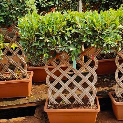 Buy Netted Ficus Tree (Grided Ficus) "4 Layer" - Plant Online at Lalitenterprise