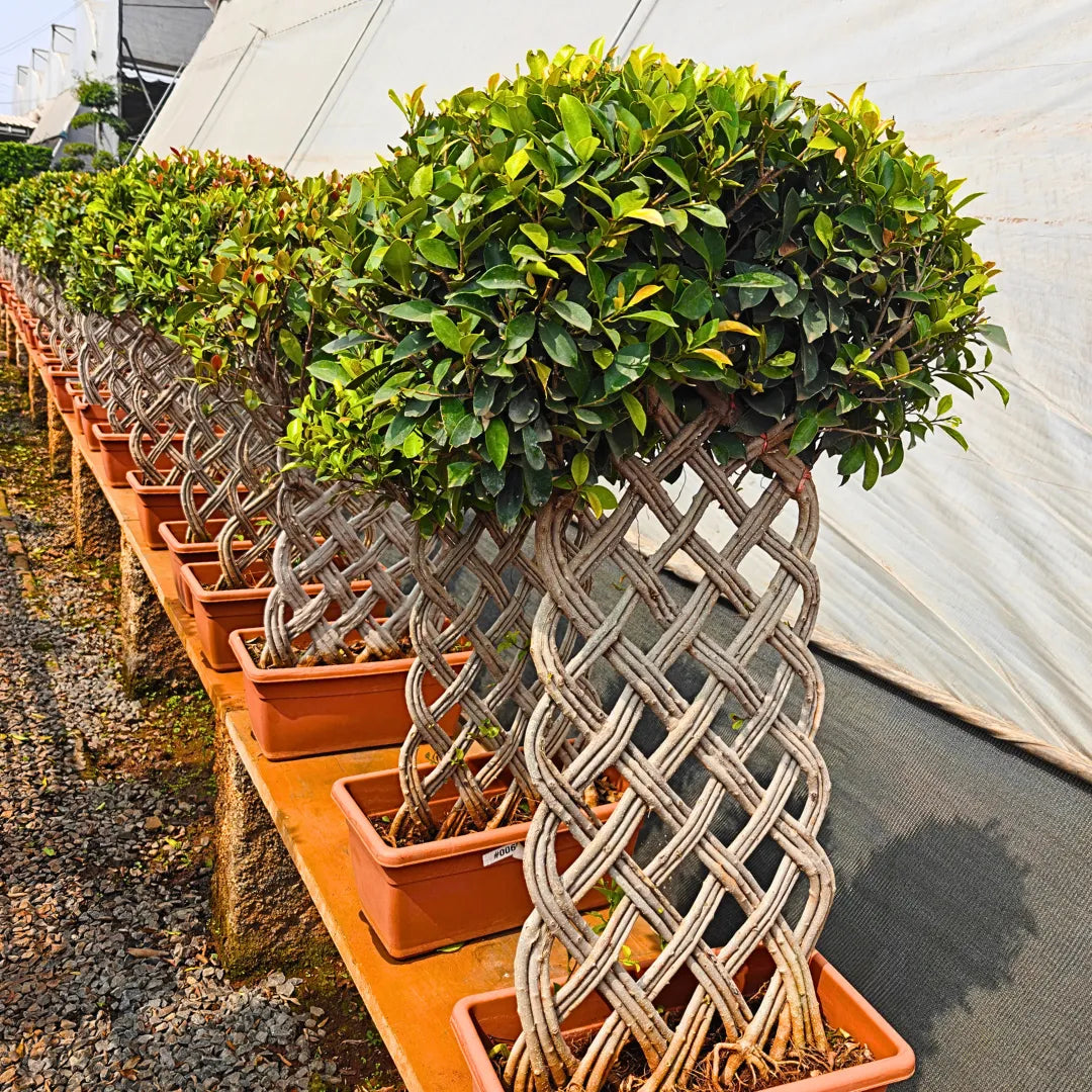 Buy Netted Ficus Tree (Grided Ficus) "4 Layer" - Plant Online at Lalitenterprise