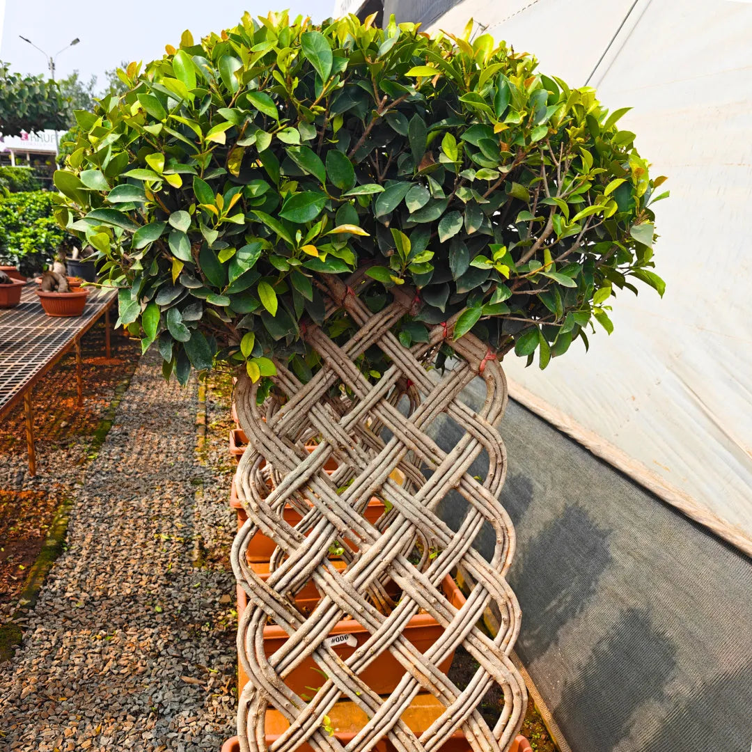 Buy Netted Ficus Tree (Grided Ficus) "4 Layer" - Plant Online at Lalitenterprise