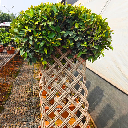 Buy Netted Ficus Tree (Grided Ficus) "4 Layer" - Plant Online at Lalitenterprise