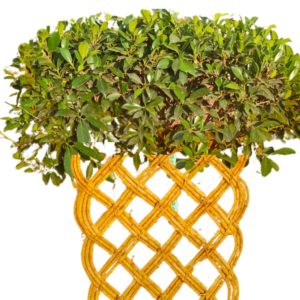 Buy Netted Ficus Tree (Grided Ficus) "4 Layer" - Plant Online at Lalitenterprise