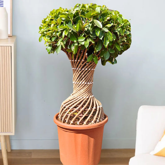 Buy Netted Twisted Ficus (Ficus Benjamina) - Plant Online at Lalitenterprsie