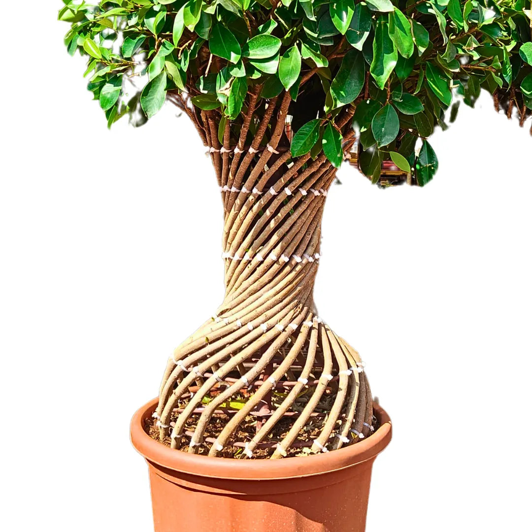 Buy Ficus Benjamina - Plant Online at Lalitenterprsie