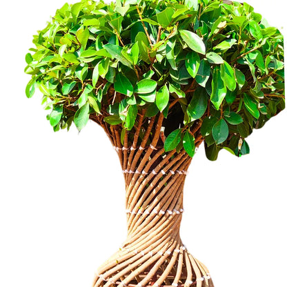 Buy Netted Twisted Ficus - Plant Online at Lalitenterprsie