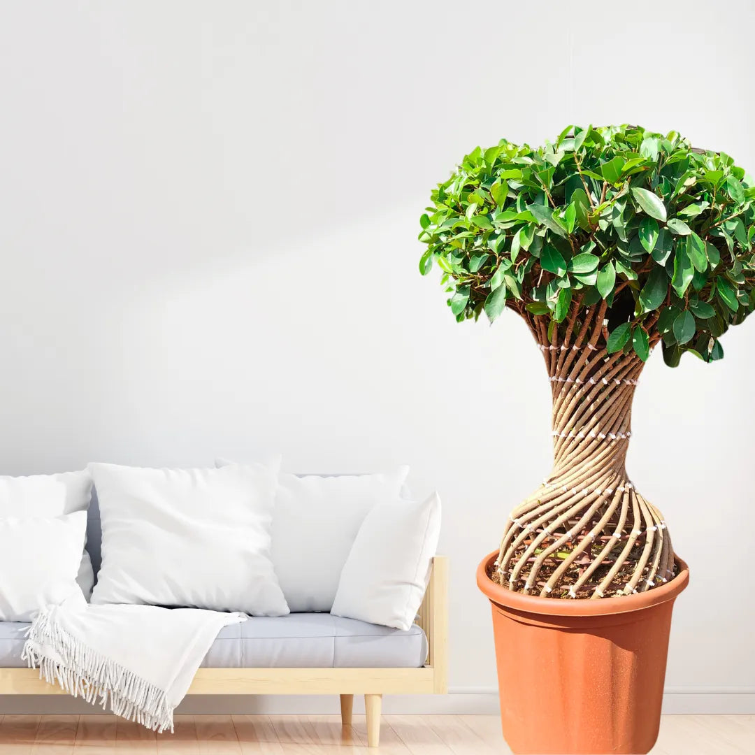 Buy Netted Twisted Ficus (Ficus Benjamina) - Plant Online at Lalitenterprsie