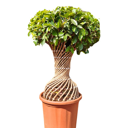 Buy Ficus Benjamina - Plant Online at Lalitenterprsie