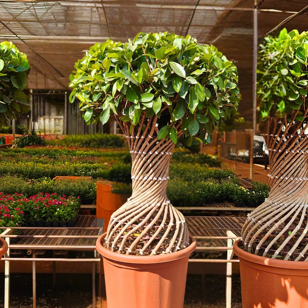 Buy Netted Twisted Ficus (Ficus Benjamina) - Plant Online at Lalitenterprsie