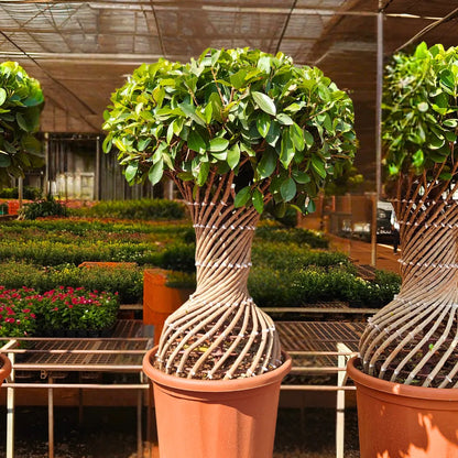 Buy Netted Twisted Ficus (Ficus Benjamina) - Plant Online at Lalitenterprsie