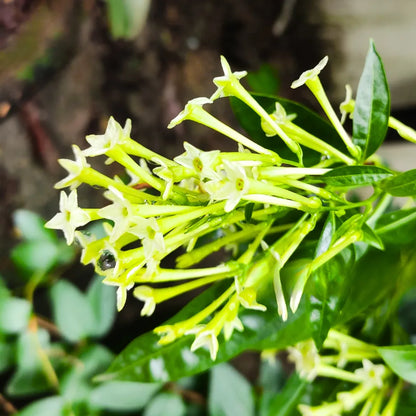 Buy Raat Ki Rani (Night Blooming Jasmine) Raat Rani – Plant Online at Lalitenterprise