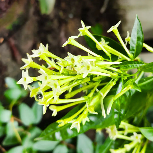 Buy Raat Ki Rani (Night Blooming Jasmine) Raat Rani – Plant Online at Lalitenterprise