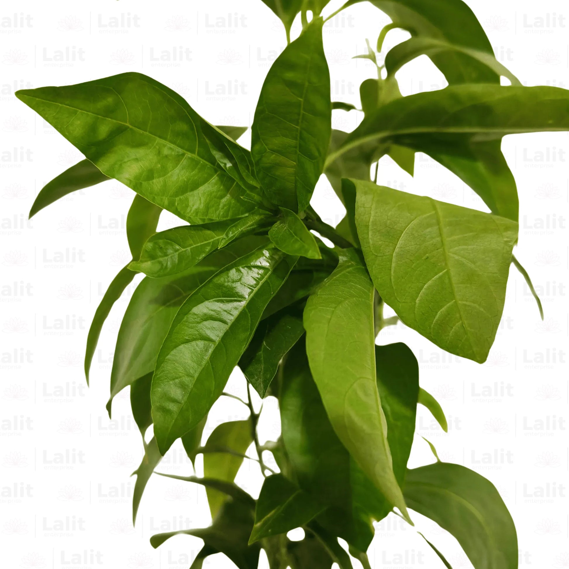 raat ki rani plant indoor Raat Ki Rani (Night Blooming Jasmine) Raat Rani – Plant