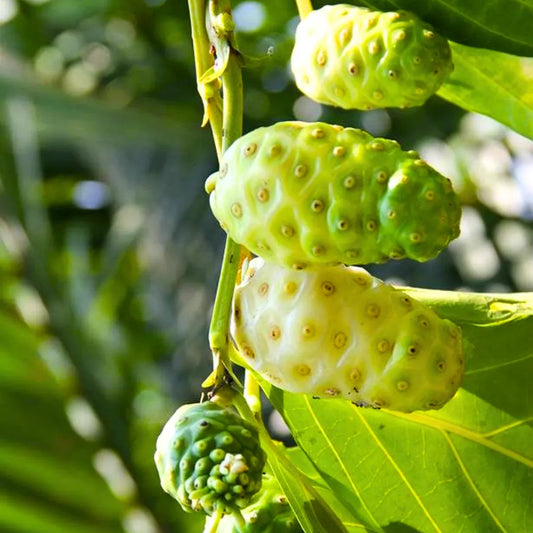 Buy Noni (Morinda Citrifolia) - Plant Online at Lalitenterprise