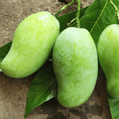 Buy Noorjahan Mango online at Lalitenterprise
