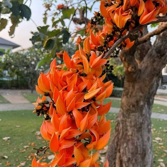 Buy Orange Palash "Tesu" (Butea Monosperma) - Plant Online at Lalitenterprise