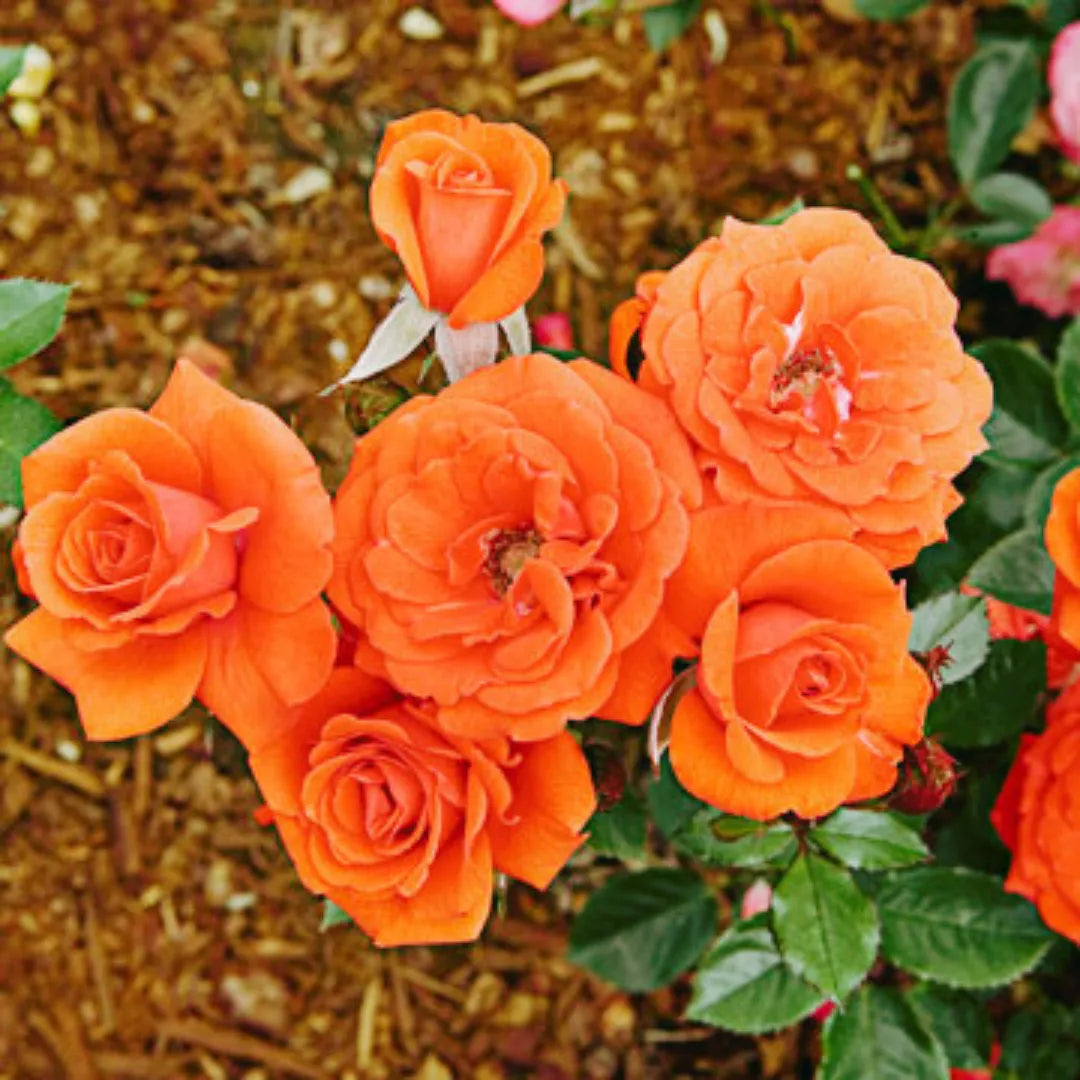 4 Orange Roses Orange Rose - Plant – Lalit Enterprise