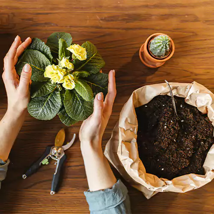 Buy Organic Potting Mix Online at Lalitenterprise