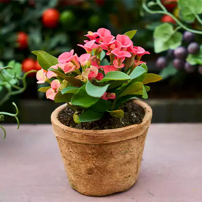 Buy Organic Potting Mix Online at Lalitenterprise