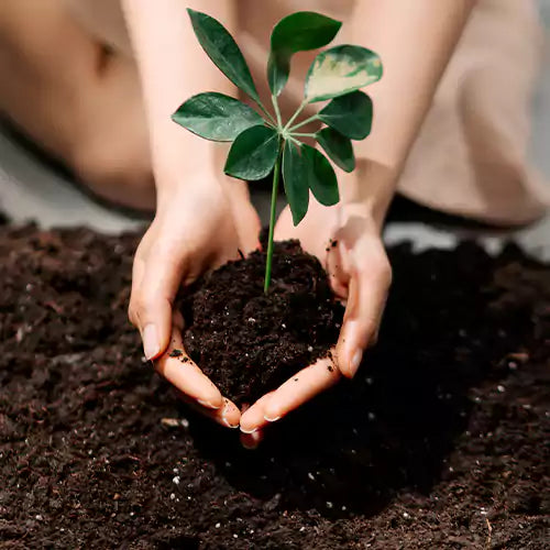Buy Organic Potting Mix Online at Lalitenterprise