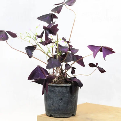 Buy Oxalis Triangularis - Plant Online at Lalitenterprise