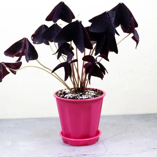 Buy Purple Clover - Plant Online at Lalitenterprise