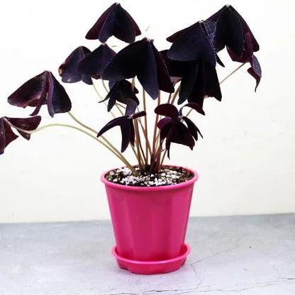 Buy Purple Clover - Plant Online at Lalitenterprise