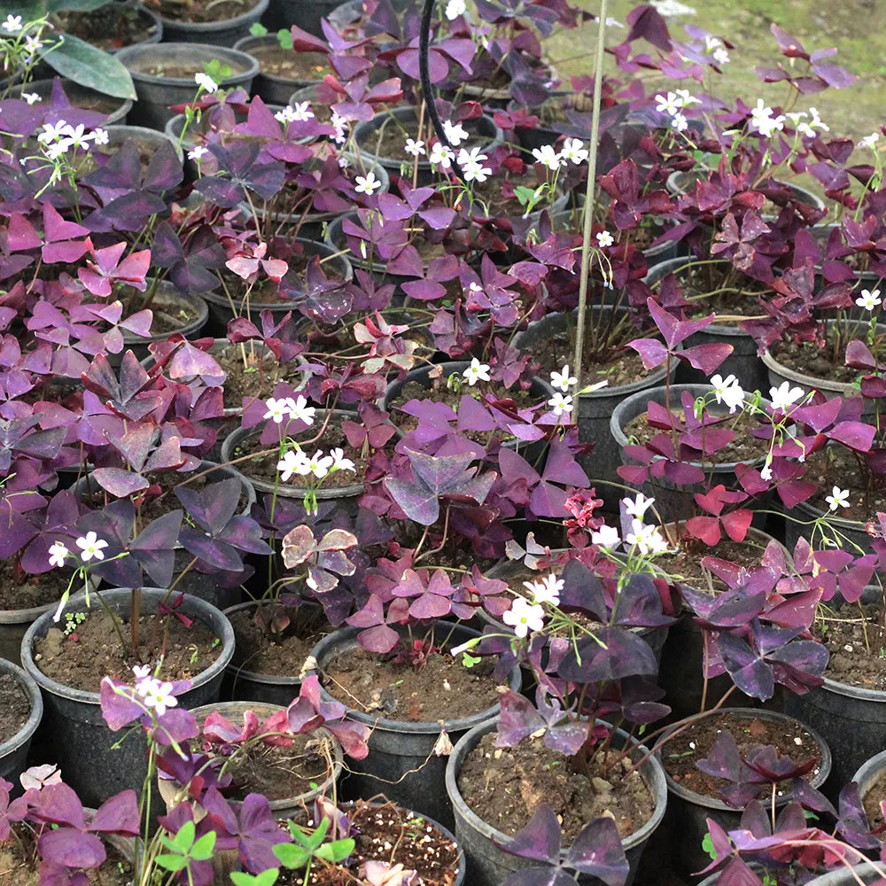 purple butterfly indoor plant Oxalis Triangularis (Purple Clover) "Butterfly"