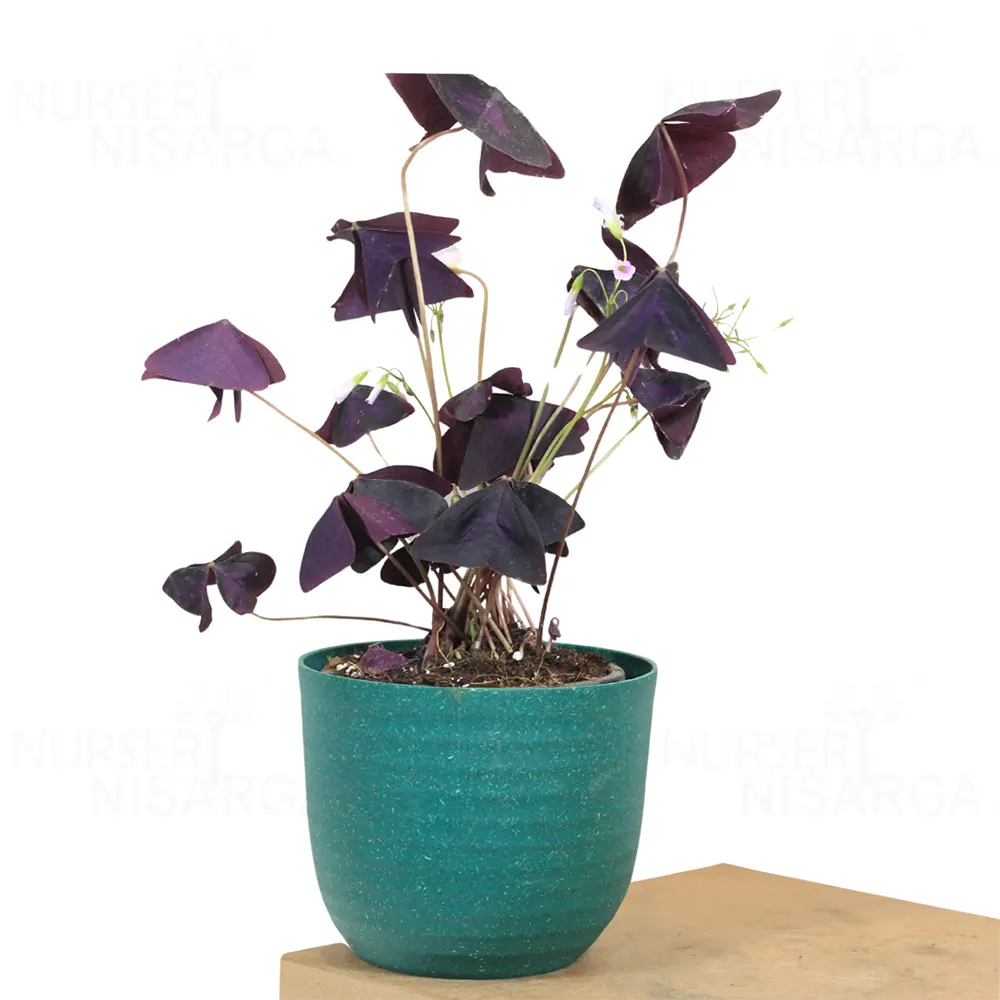 Buy Purple Clover - Plant Online at Lalitenterprise