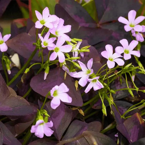 Buy Oxalis Triangularis  - Plant Online at Lalitenterprise