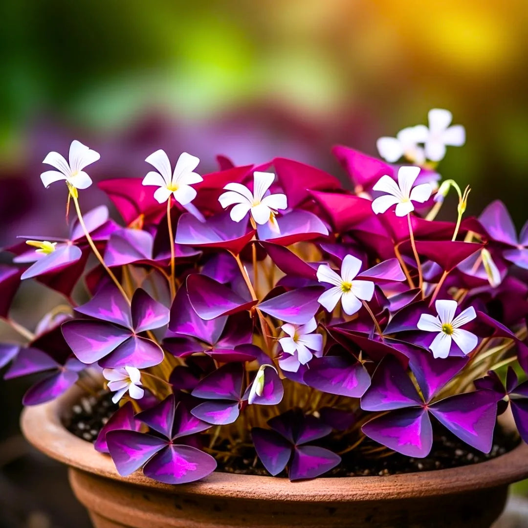 Buy Oxalis Triangularis Purple (False Shamrock) - Plant Online at Lalitenterprise