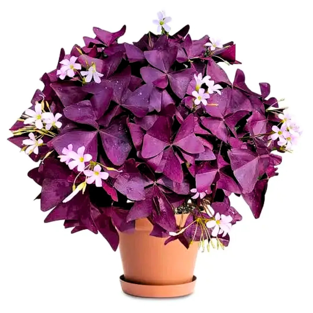 Buy Oxalis Triangularis Purple - Plant Online at Lalitenterprise
