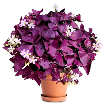 Buy Oxalis Triangularis Purple - Plant Online at Lalitenterprise