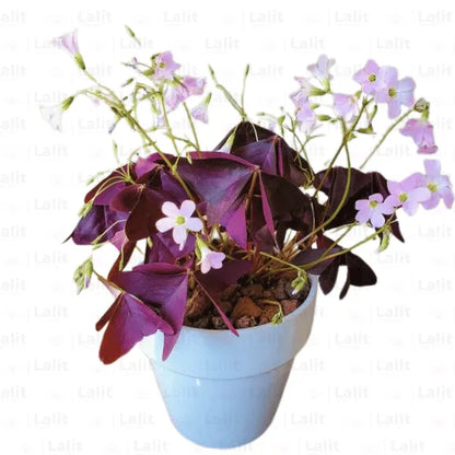 Buy Oxalis Triangularis Purple (False Shamrock) - Plant Online at Lalitenterprise