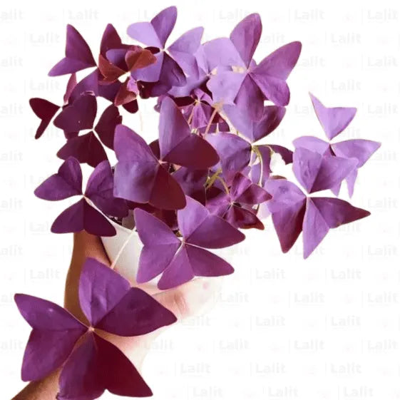 Buy Oxalis Triangularis Purple - Plant Online at Lalitenterprise