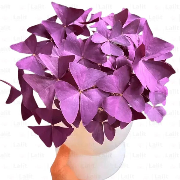 Buy Purple False Shamrock - Plant Online at Lalitenterprise