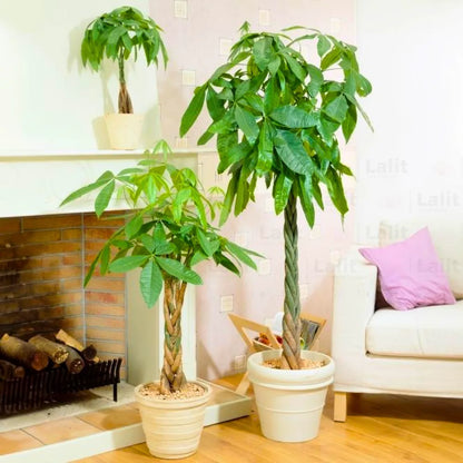 Buy Pachira Aquatica | (Money Tree) - Plant Online at Lalitenterprise