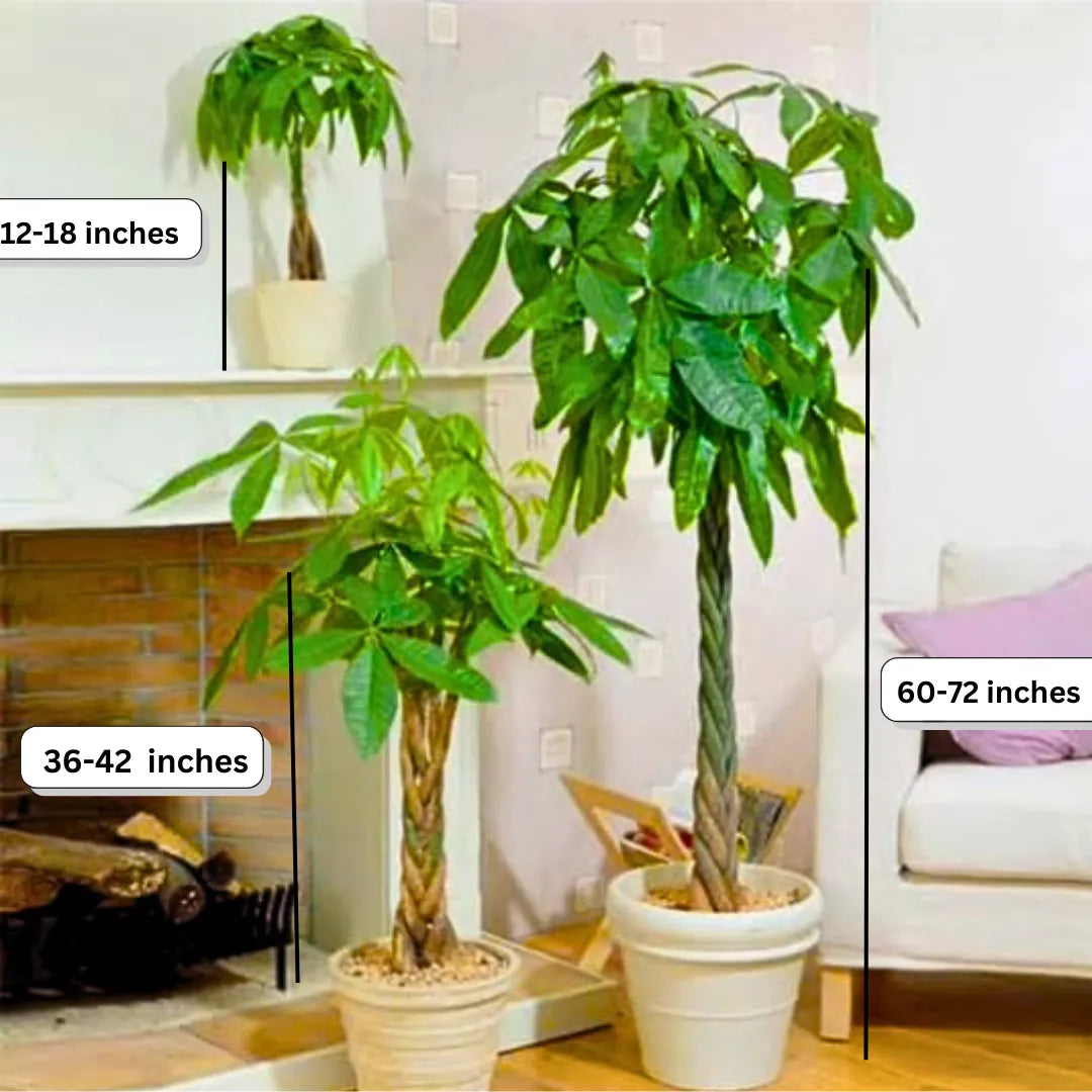 Buy Pachira Aquatica "Money Tree" - Plant Online at Lalitenterprise