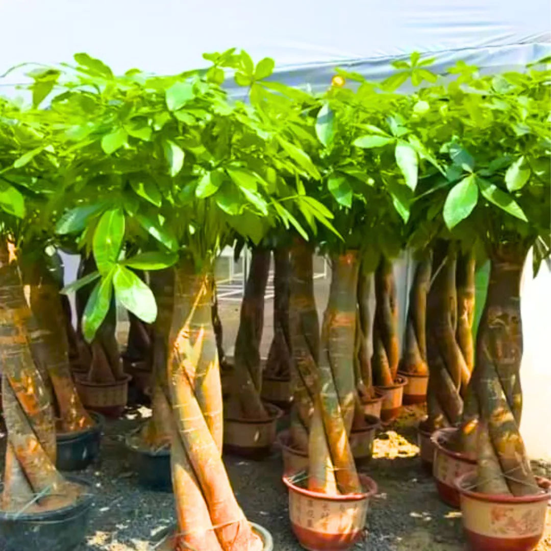 Buy Pachira Aquatica (Money Tree, Guiana Chestnut) "Gaint Thick Braided" - Plant Online at Lalitenterprise