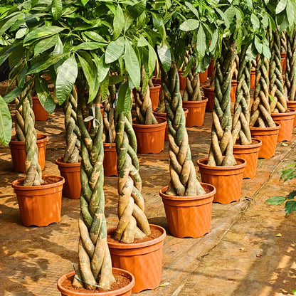 Buy Pachira Aquatica "Braided" | Money Tree - Plant Online at Lalitenterprise