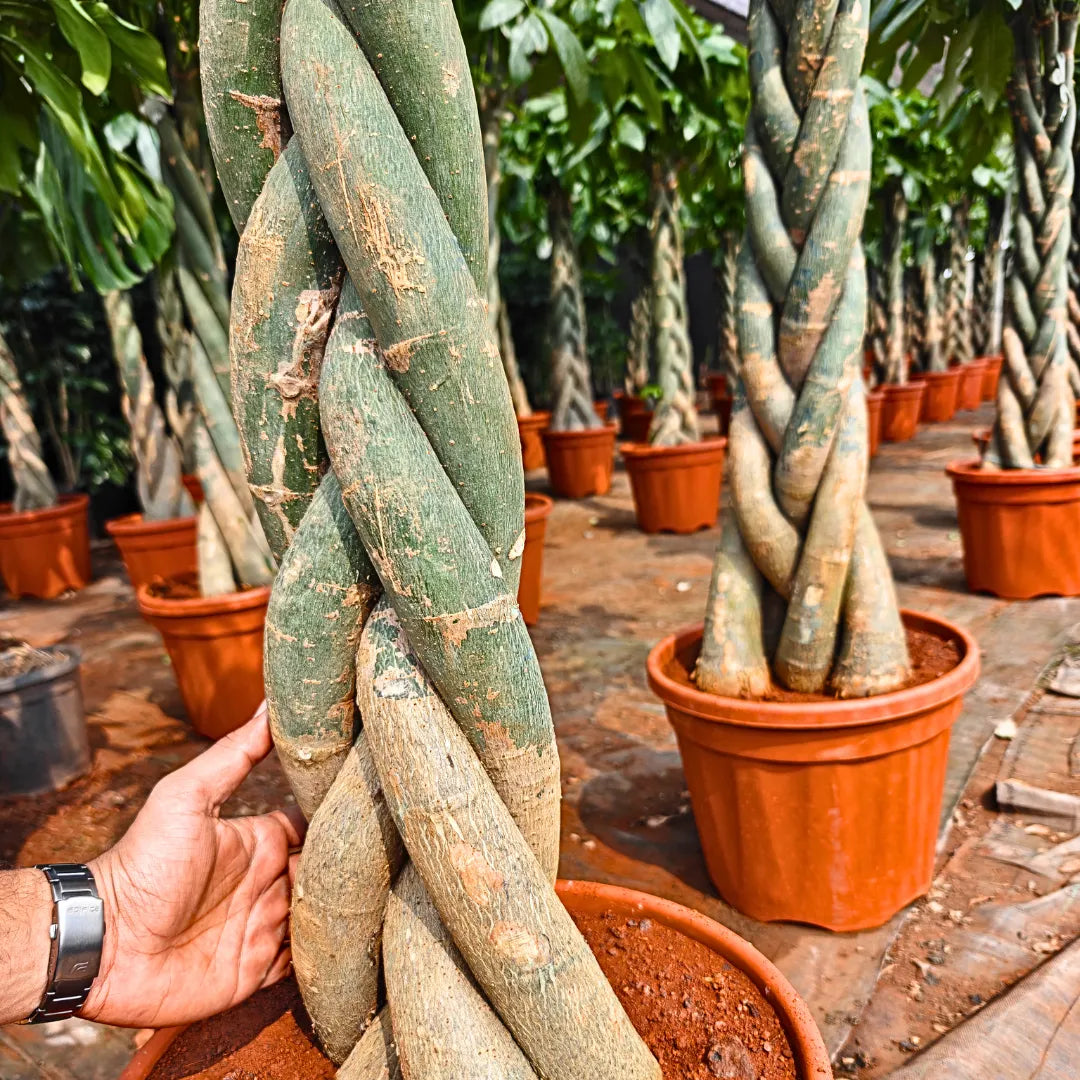 Buy Pachira Aquatica "Braided"  - Plant Online at Lalitenterprise