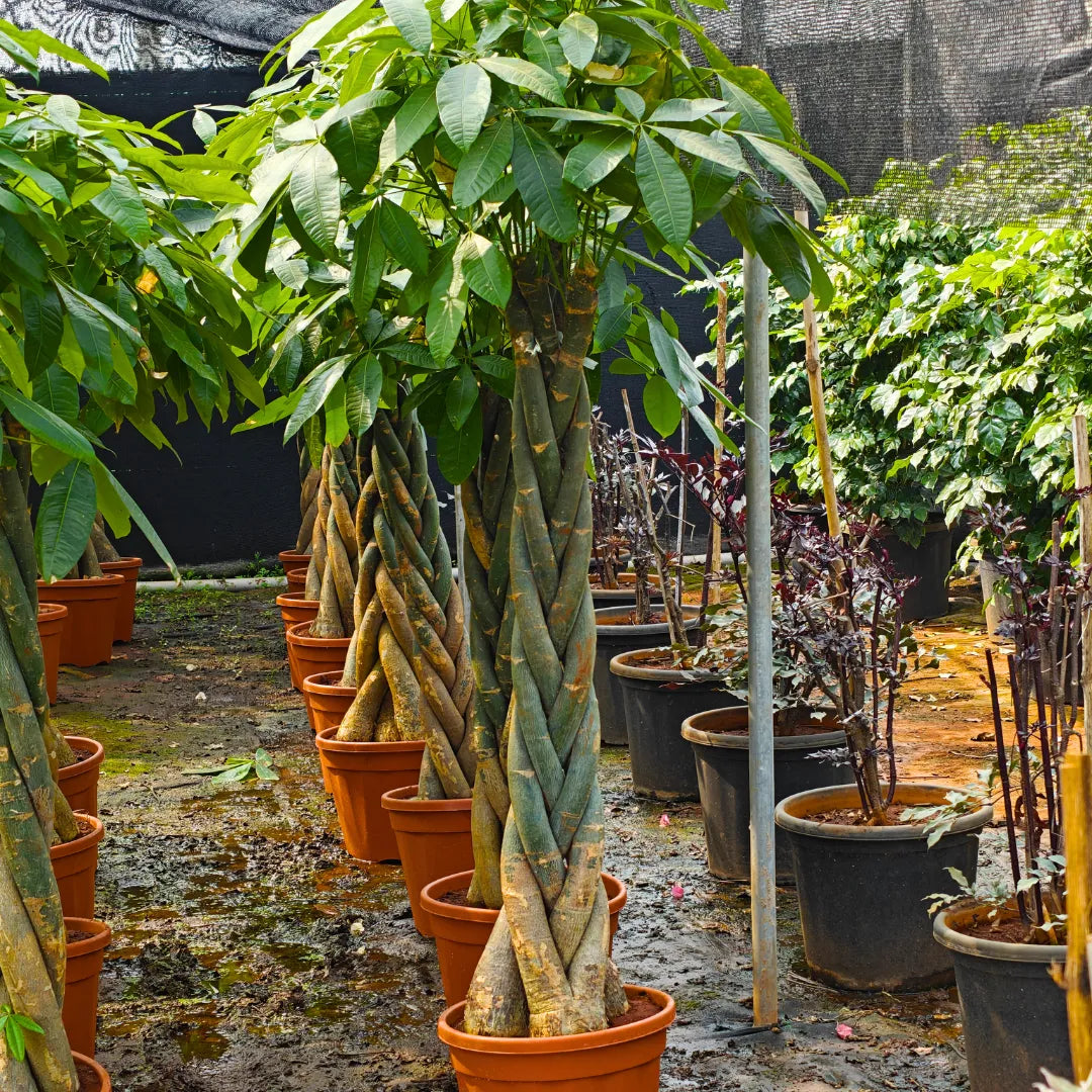 6ft money tree Pachira Aquatica "Braided" | Money Tree