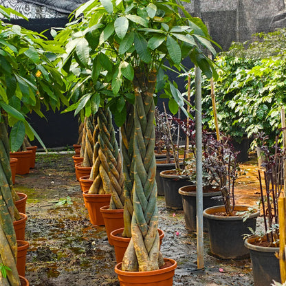 Buy Pachira Aquatica "Braided" | Money Tree - Plant Online at Lalitenterprise