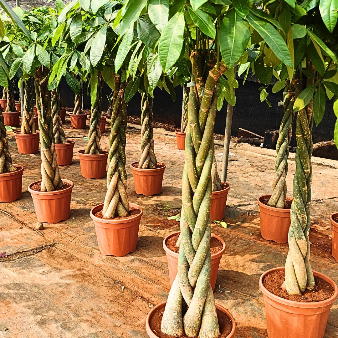 Buy Pachira Aquatica "Braided" | Money Tree - Plant Online at Lalitenterprise