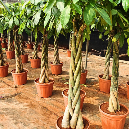 Buy Pachira Aquatica "Braided" | Money Tree - Plant Online at Lalitenterprise