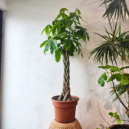 Buy Pachira Aquatica "Braided" | Money Tree - Plant Online at Lalitenterprise